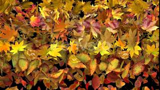 Autumn Leaves Fall Transition | Motion Graphics - Envato elements