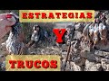 COMO CAZAR PERDIZ SALVAJE//trucos-estrategias a seguir//PACHON NAVARRO en accion|Traditional hunting