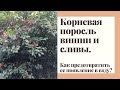 Корневая поросль вишни и сливы. Разбираем причины появления и как их избежать в саду.