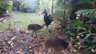 Cassowary chicks