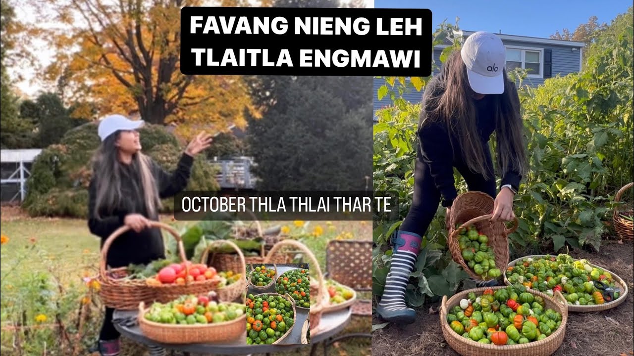 SAMTAWK RIT TAWK KA CHHIPCHHUAN || OCTOBER HARVEST