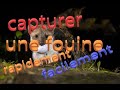 Capturer facilement une fouine, je vous explique comment installer un piège efficace, LA METHODE