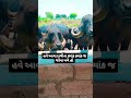 #_jafrabadi_buffelo_lover