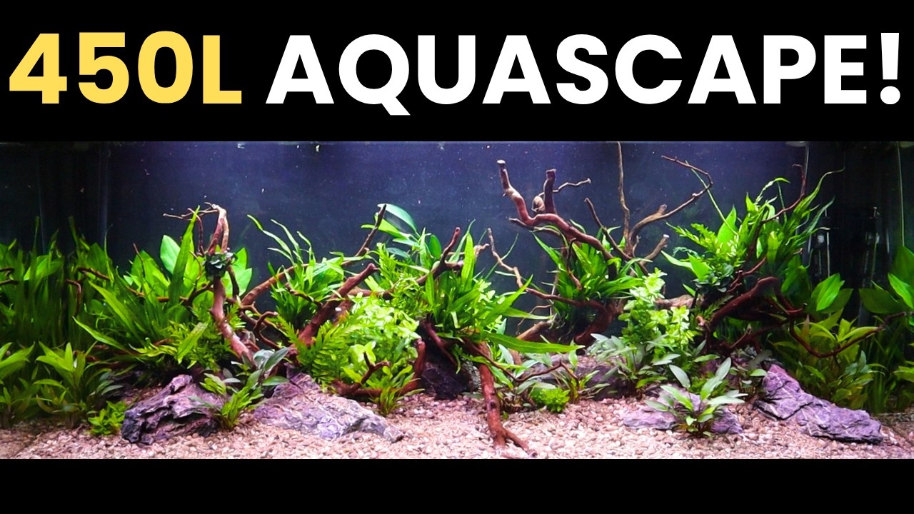 The ULTIMATE Jungle AQUARIUM! | Juwel Rio 450 Aquascape [EP.2]