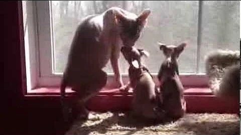 Watch the video about No Coat Kitty Sphynx Window washing