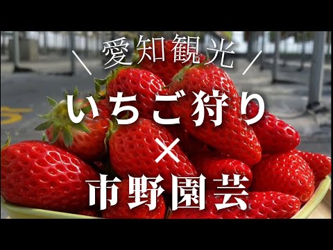 旬の甘い大粒いちごを食べ放題!~市野園芸~ hqdefault