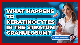 What Happens To Keratinocytes In The Stratum Granulosum?