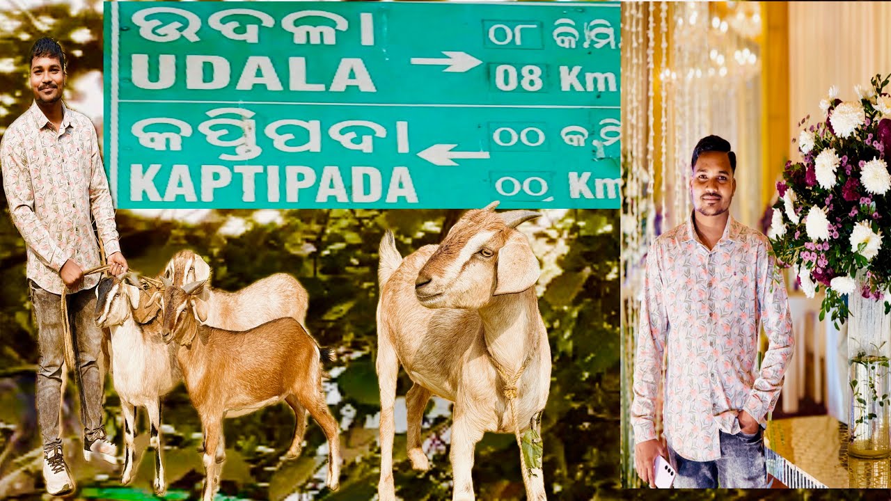 ଆଜି ମୁ 3 ଟା ଖାସୀ କିଣିଲି 💕❤️✌️କପ୍ତିପଦା ମୟୁରଭଞ୍ଜ 