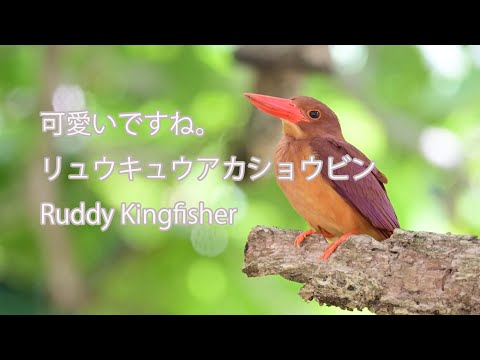 【可愛いですね。】リュウキュウアカショウビン Ruddy Kingfisher