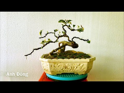 Video Cách uốn cây hoa giấy - youtube