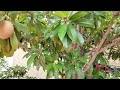 sapota or sapodilla
