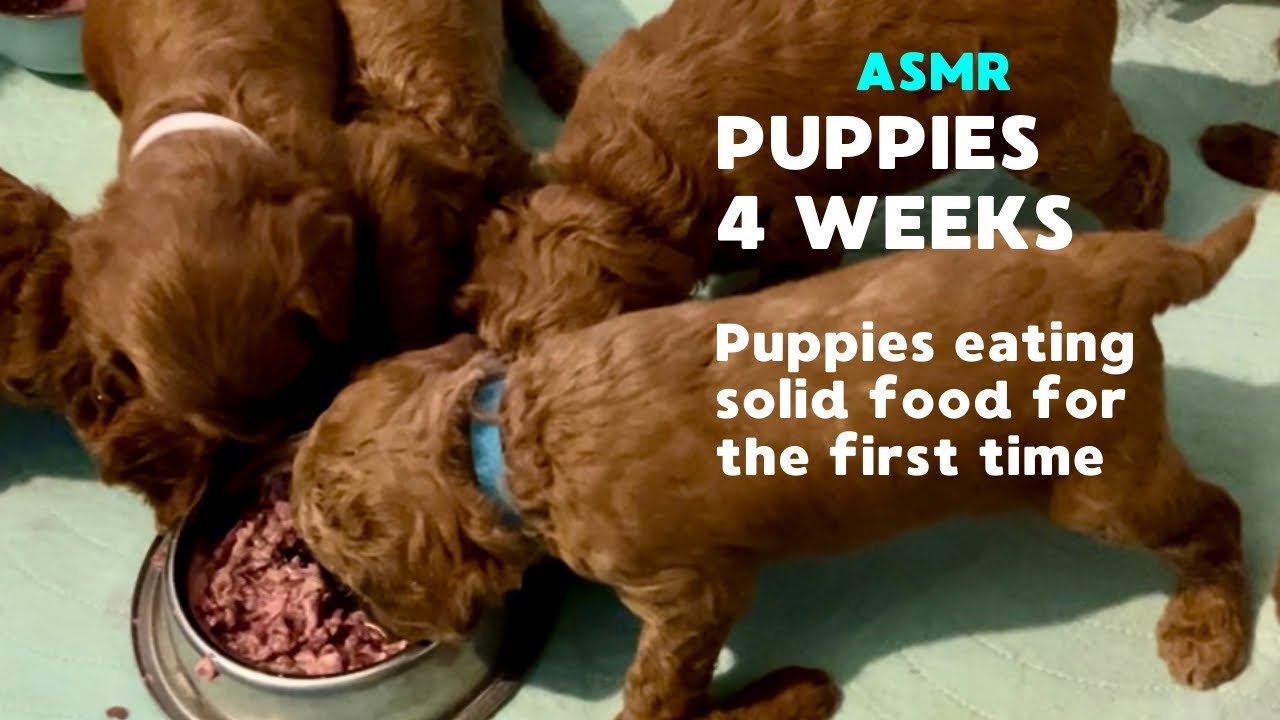 Puppies eat solid food for the first time! They love it! - YouTube