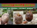 Cara membuat bonsai kelapa original dari awal tanpa media tanam / make the original coconut bonsai