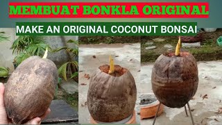 Cara membuat bonsai kelapa original dari awal tanpa media tanam / make the original coconut bonsai Cara membuat bonsai kelapa original dari awal tanpa media tanam / make the original coconut bonsai