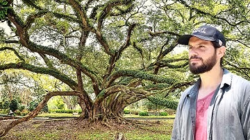Nature’s Best Kept Secrets | World’s Largest Live Oak Tree