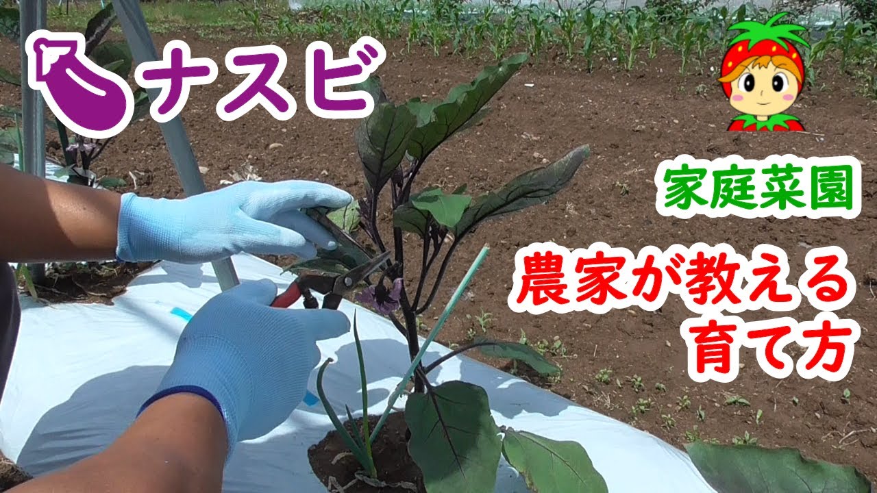 ナスの育て方 家庭菜園 仕立て方と脇芽とり Youtube