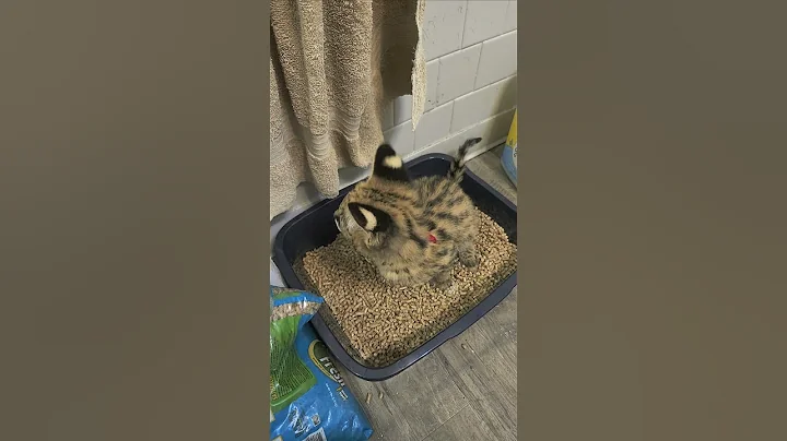 Watch the video about They say Servals can't learn this!!! #cat #cats #meow #funnycat #funnycats #funnyanimalvideos #kitty