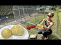 Cooking Lions Mane MUSHROOMS &amp; Building a HUGE Chicken Cage in my Backyard!