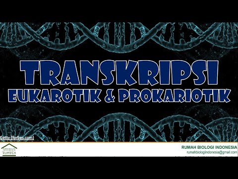 Materi Biologi - Genetika - Konsep Transkripsi pada Eukariotik dan Prokariotik