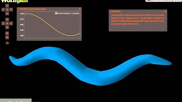 WormSim SPH loop test