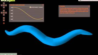 WormSim SPH loop test