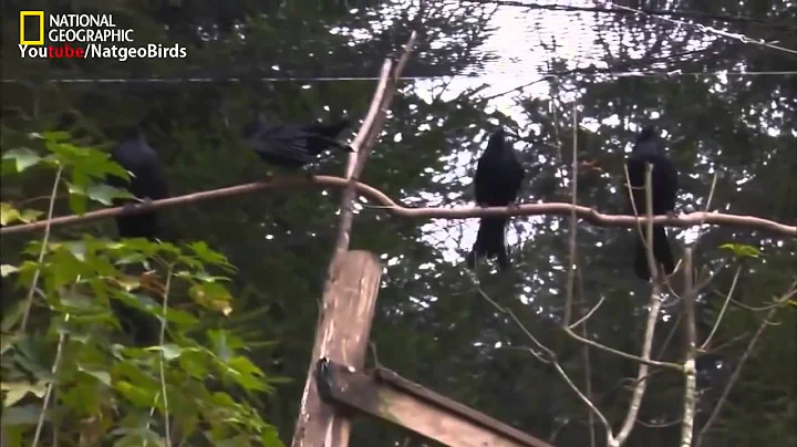 A Murder of Crows National Geographic