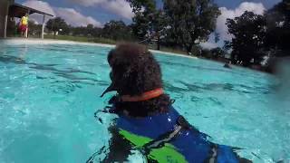 Labradoodle Pool Time by Kate Friedl 104 views 7 years ago 47 seconds