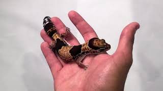 Famous Normal Fat Tail Gecko Morph explained by CBReptile.com Net Worth