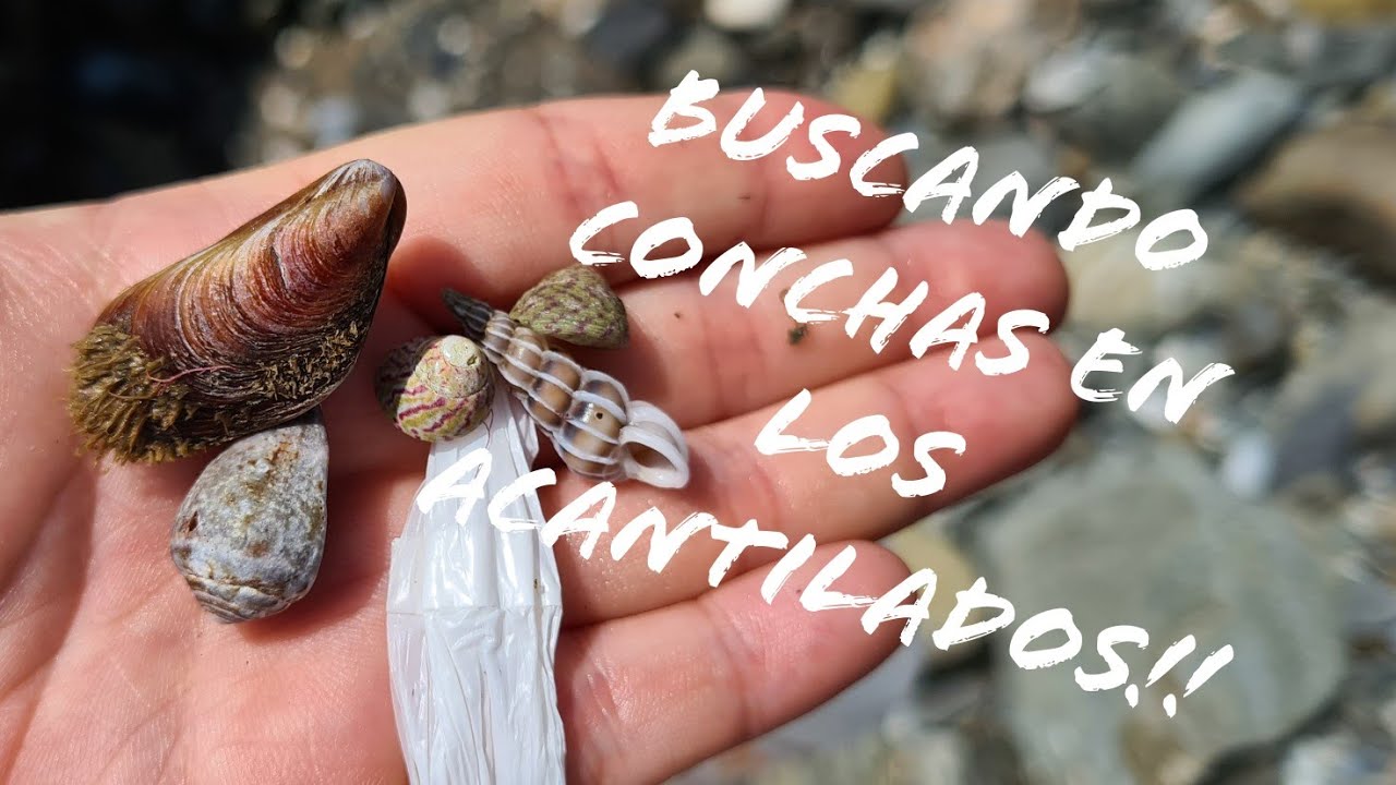 Buscando conchas por los acantilados