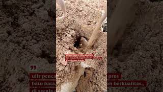 ulir nympur,tanah sangat kuat