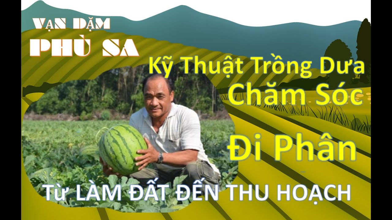 Dưa Hấu Kỹ Thuật Chăm Sóc và đi PHÂN từ A đến Á