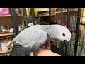 👉🦜loro yaco , African Grey Parrot