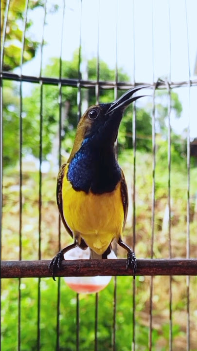 Suara burung sogok ontong #kicaumania