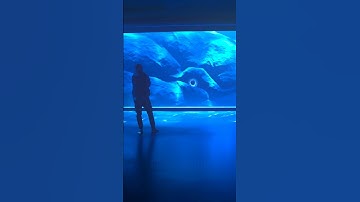 Thumbnail of The Bloop Spotted Near Secret Lab Underwater #shorts #thalassophobia
