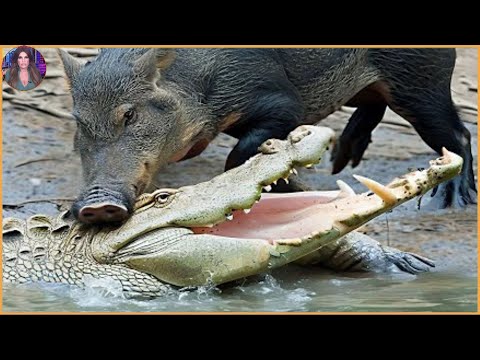30 Incredible Wild Boar Battles And Brutal Attacks