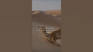 سورة الغاشية|عبدالرحمن مسعد❤