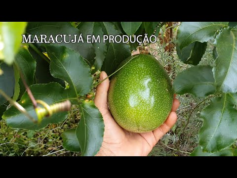 Vídeo: O maracujá amadurece na videira?