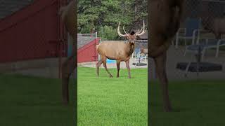 A lot of elks 20230818