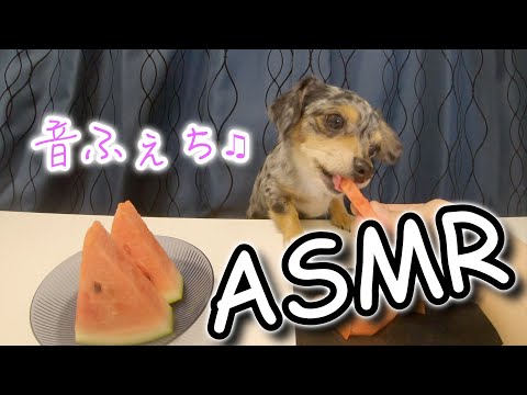 【ASMR・咀嚼音】犬が人生で初めてスイカを食べてみました！【ピノ＆ルイ】#ダックスピンシャー #チワックス