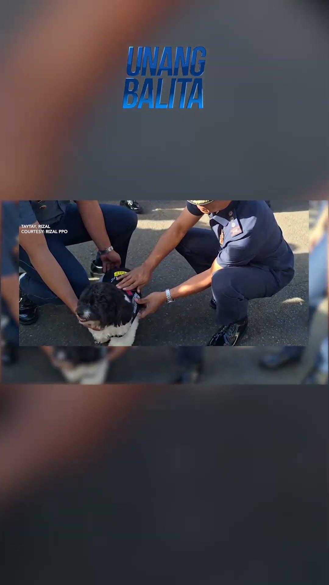 Shih Tzu-Poodle na bahagi ng K9 unit,  binigyan ng promotion #shorts | Unang Balita