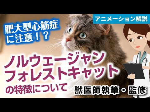 ノルウェージャンフォレストキャットの特徴や気を付けたい病気など【獣医師執筆監修】