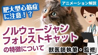 ノルウェージャンフォレストキャットの特徴や気を付けたい病気など【獣医師執筆監修】