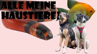 Alle Meine Haustiere Von Der Schlange Bis Zur Vogelspinne Ist Alles Dabei.