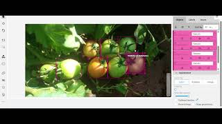 Object Detection with Bounding Boxes | Tomato Annotation & AI