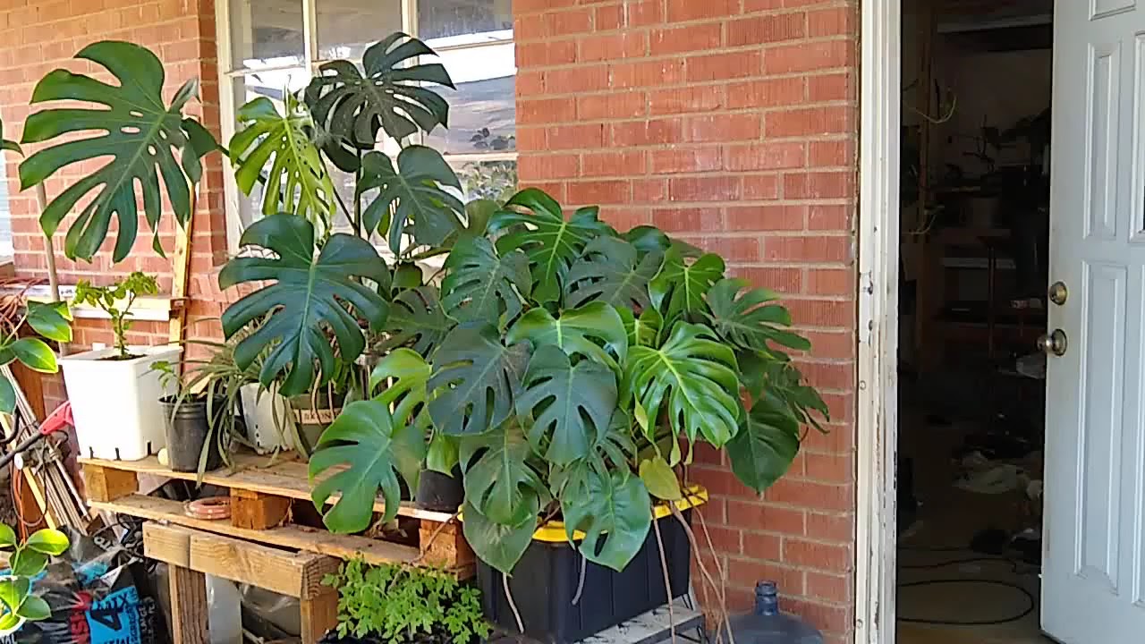 Outdoor Hydroponic Monstera Youtube