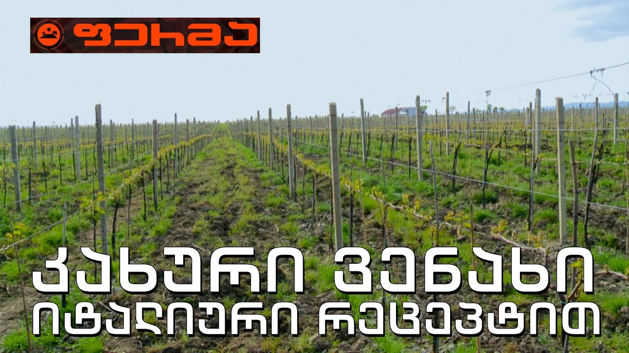 ფერმა - კახური ვენახი იტალიური რეცეპტით