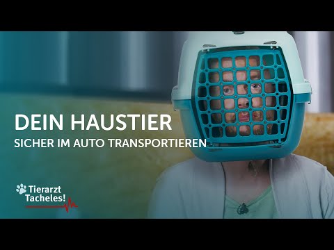 Video: So Transportieren Sie Ihr Kleintier Sicher Zum Tierarzt