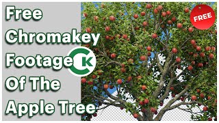 Free Apple Tree Chroma Key Footage | Green Screen Tree