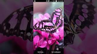 pink butterfly wallpapers screenshot 1