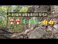내년봄에 토종벌 설통놓을자리 탐색과 🍄버섯산행 👍👍 상황버섯